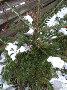 Jedlička a smrček pro Vás  stromeček Natur ze zahrádky - 15