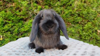 Zakrslý beránek, králíček, králík - PEGAS - 15