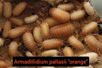 Stínky - isopody - 15