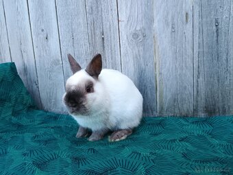 Zakrslý siamský žlutý samečci s PP - 15