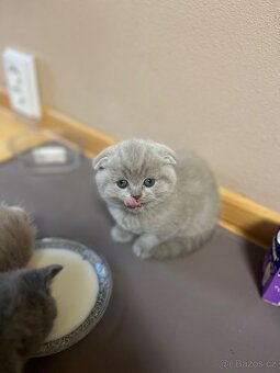 Skotská klapoucha kotatka - 15