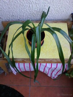 Pokojové květiny - 15