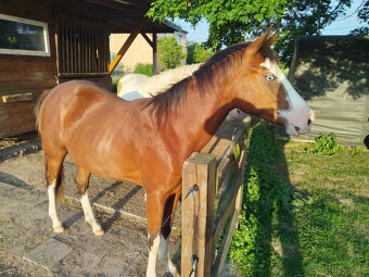 Atraktivní klisna APH 🦄 - 15