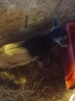 Kamerunská kůzlata - 15