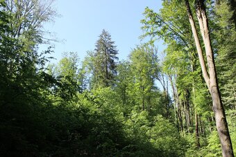 Prodej nevytěženého lesa u Luhačovic - 3,25 ha - 15