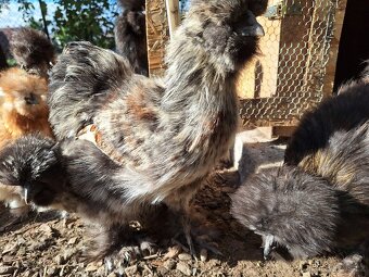 Hedvábnička USA kohouti - 15