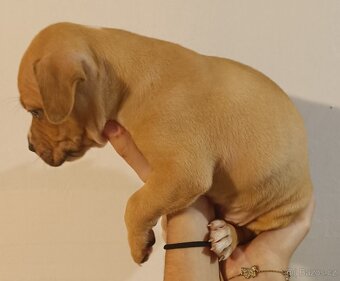 Štěňata americký stafordšírský teriér - 15