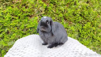 Zakrslý beránek, králíček, králík - ELLA - 15
