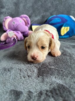 🐶 CAVAPOOCHON ŠTĚŇÁTKA – PRVNÍ VRH NAŠICH RODINNÝCH MAZLÍKŮ - 15