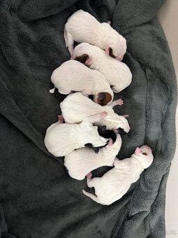 Jack Russell teriér - 15