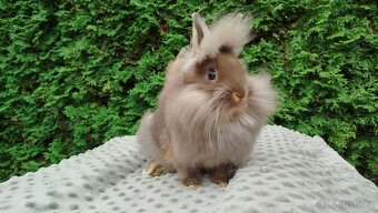 Zakrslý králík, králíček -(lvíček)-NATANIEL - 15