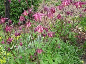 TRVALKY, SKALNIČKY, BYLINKY - 15