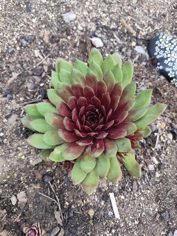 Prodám netřesky, okr. Znojmo - 15