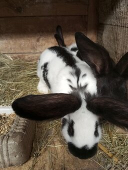Samice a samci Německých obrovitých strakačů a kříženci  Čin - 15