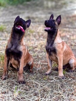 BELGICKÝ OVČÁK MALINOIS - ŠTĚŇATA S PP - 15