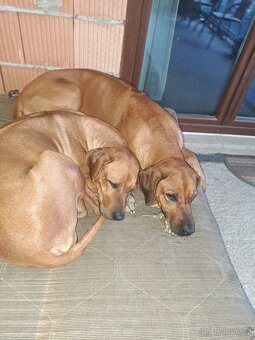 Rhodéský ridgeback - 15
