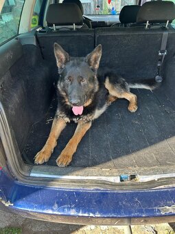 Německý ovčák - 15