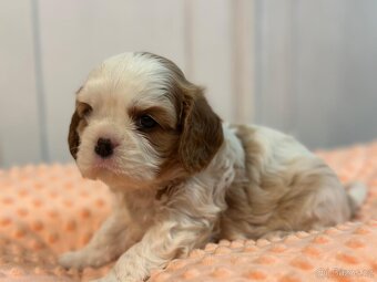 Kavalir King Charles spaniel - 15
