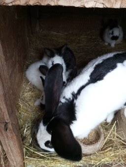 Králíci samice i samci německý obrovitý strakáči a křížencia - 15