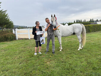 Nabízíme k prodeji arabské plnokrevníky - 15