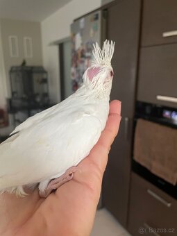 Ručně dokrmené korely Albino - 15