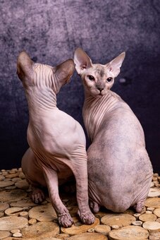 Koťata Donský Sphynx s PP - 15