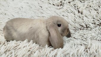 Zakrslý beránek, králíček, králík - RICKY - 15