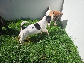 Jack Russel teriér - 15