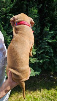 Rhodéský ridgeback  s PP posledni volné štěňatka..vrh E - 15