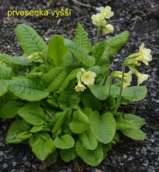 Trvalky, okrasné rostliny - 15