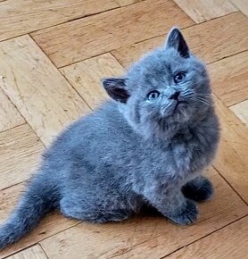 Britská modrá koťátka - 15