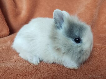 Zakrslý králík beránek, lvíček, králíček uši nahoru - 15