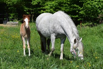Hřebeček Welsh B 2025 Rezervace - 15