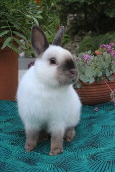 Zakrslý králík siamský žlutý s rodokmenem - 15