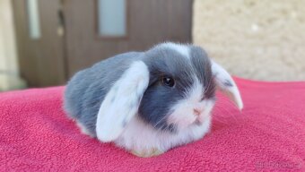 Zakrslý beránek, králíček, králík - ELIAH - 15