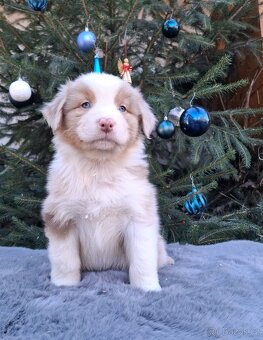 Australský ovčák s PP - 15