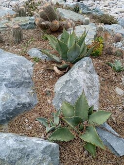 Juky, opuncie,agave - 15