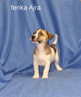 Jack russell terier - 15