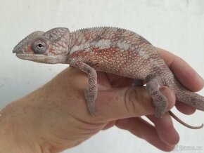 Chameleon pardáli Nosy be - 15