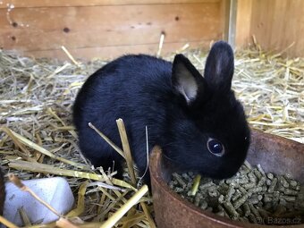 Mláďata zakrslých králíčků z chovu mistra Evropy - 15
