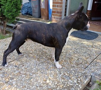 Bostonský teriér s PP - 15