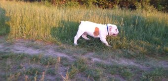 Anglický buldog na prodej. - 15