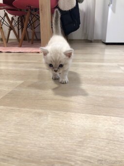 Čistokrevná britská krátkosrstá koťata po rodičích s PP - 15