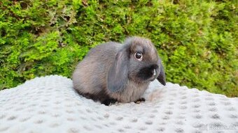 Zakrslý beránek, králíček, králík - PATRICIE - 15