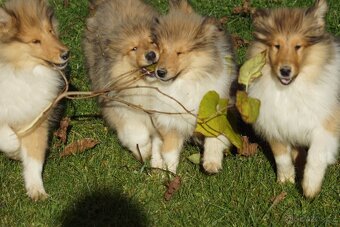 KOLIE DLOUHOSRSTA ZLATA - 15