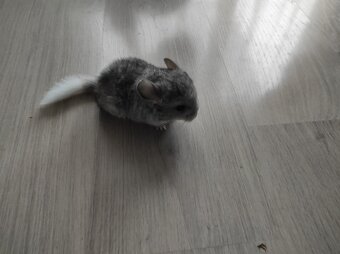 Činčila mládě samičky - 15