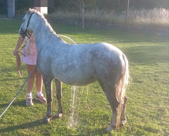 Welsh Mountain Pony - 15