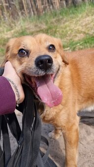 PINGI K ADOPCI - akční veselý mazel, vhodný k dětem - 15