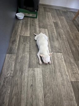 Čivava k rezervaci - 15