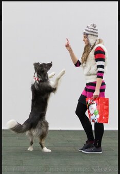 Border kolie s PP, štěňátka - 15